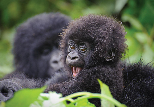 4-days-rwanda-gorilla-trekking-safari