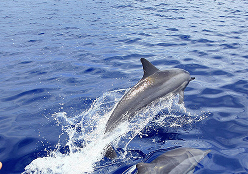 dolphin-safari-in-zanzibar