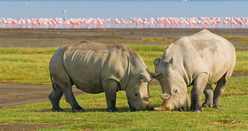 lake-nakuru-national-park-day-trip