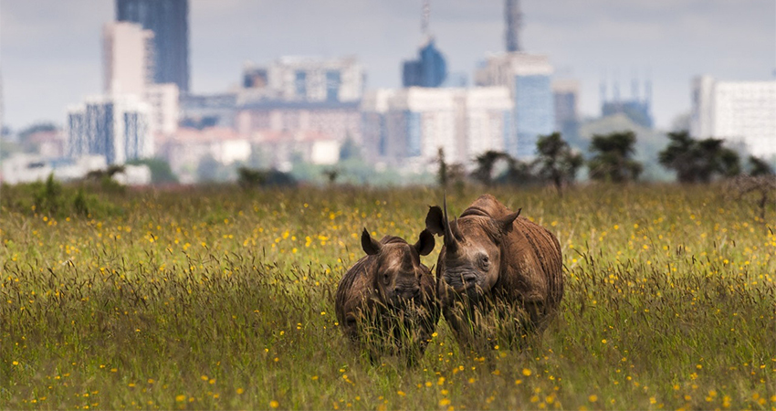 nairobi-national-park-day-tour